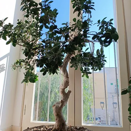 公寓 San Francesco 莫尔费塔